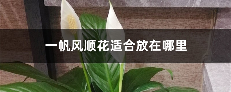 一帆风顺花适合放在哪里