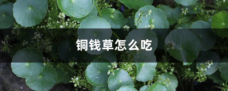 铜钱草怎么吃 铜钱草怎么吃