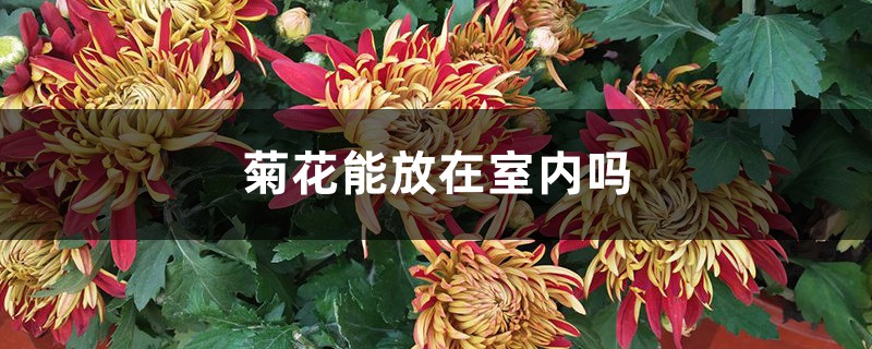 菊花能放在室内吗 菊花能放在室内吗
