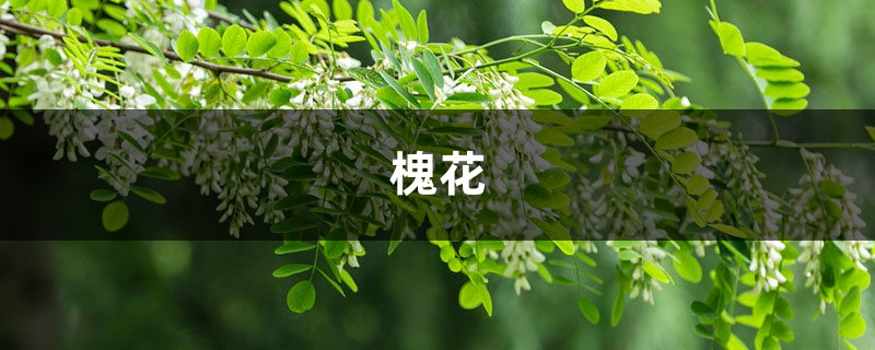 十里洋槐花,咬一口又香又甜,好吃到舔盘子! 十里洋槐花,咬一口又香又甜,好吃到舔盘子!