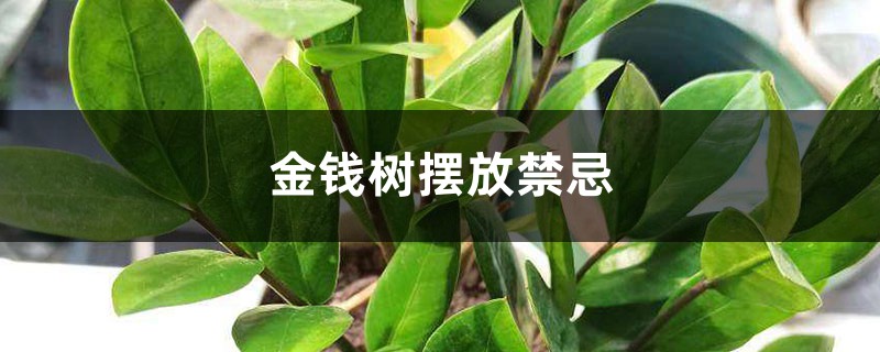 金钱树摆放禁忌 金钱树摆放禁忌