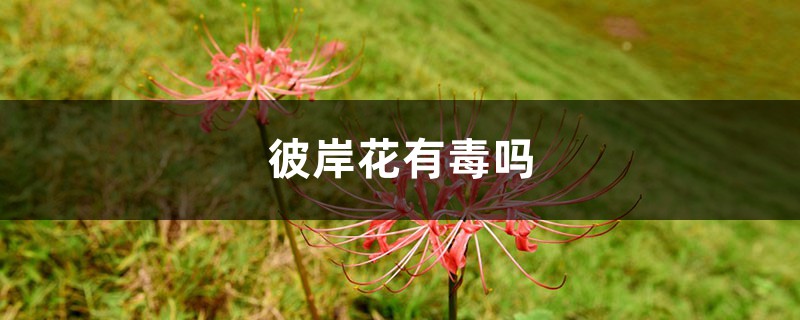彼岸花有毒吗 彼岸花有毒吗