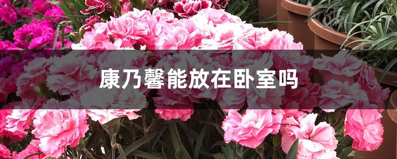 康乃馨能放在卧室吗 康乃馨能放在卧室吗