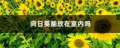 向日葵能放在室内吗