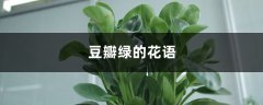 豆瓣绿的花语