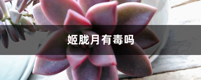 姬胧月有毒吗 姬胧月有毒吗