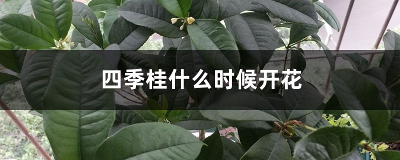 四季桂什么时候开花 四季桂什么时候开花