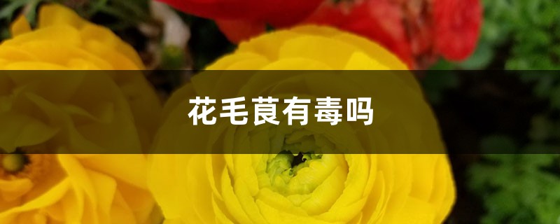 花毛茛有毒吗