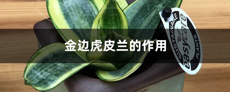 金边虎皮兰的作用 金边虎皮兰的作用