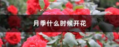 月季什么时候开花