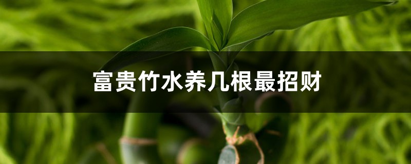 富贵竹水养几根最招财