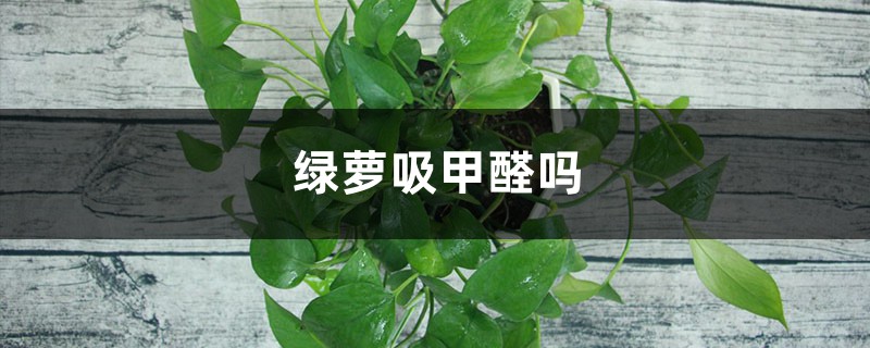 绿萝吸甲醛吗 绿萝吸甲醛吗