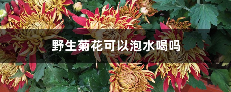 野生菊花可以泡水喝吗