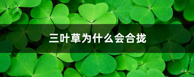 三叶草为什么会合拢 三叶草为什么会合拢