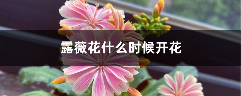 露薇花什么时候开花