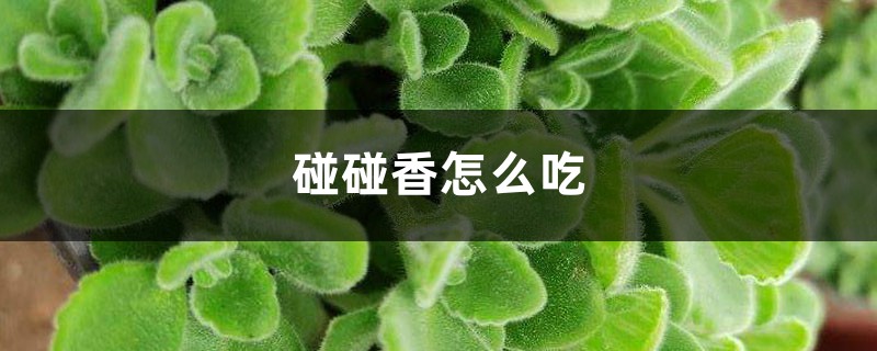 碰碰香怎么吃 碰碰香怎么吃