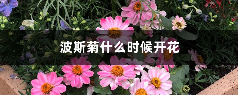 波斯菊什么时候开花 波斯菊什么时候开花