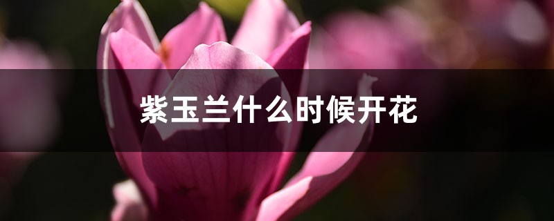 紫玉兰什么时候开花 紫玉兰什么时候开花