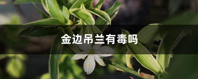 金边吊兰有毒吗 金边吊兰有毒吗