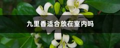 九里香适合放在室内吗