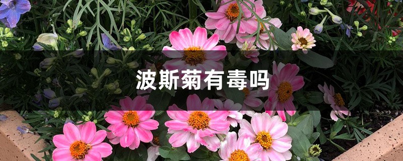 波斯菊有毒吗 波斯菊有毒吗