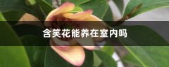 含笑花能养在室内吗