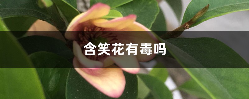 含笑花有毒吗