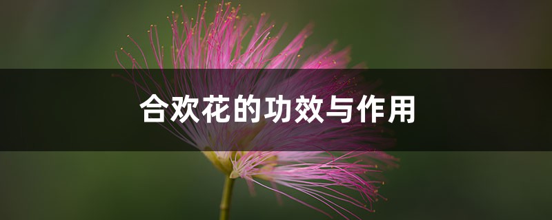 合欢花的功效与作用 合欢花的功效与作用