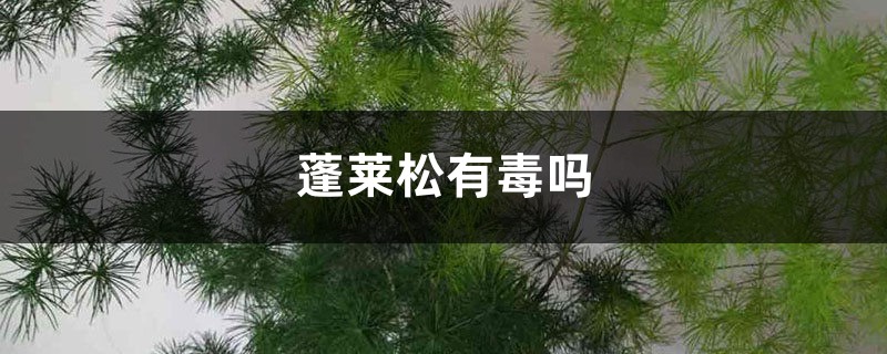 蓬莱松有毒吗 蓬莱松有毒吗