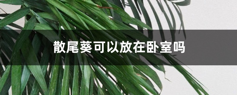 散尾葵可以放在卧室吗 散尾葵可以放在卧室吗
