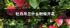 牡丹吊兰什么时候开花