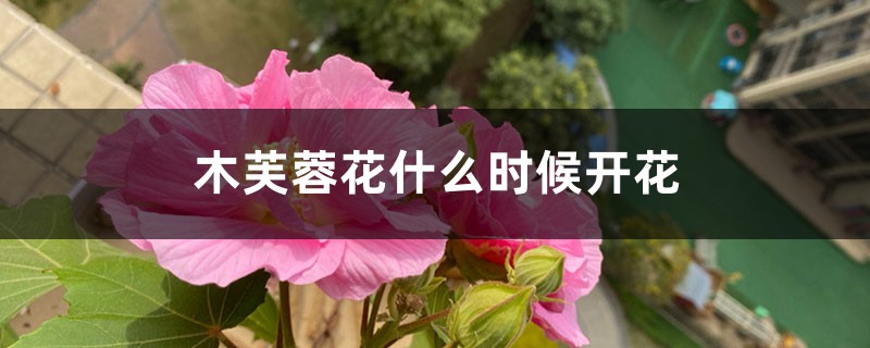 木芙蓉花什么时候开花 木芙蓉花什么时候开花