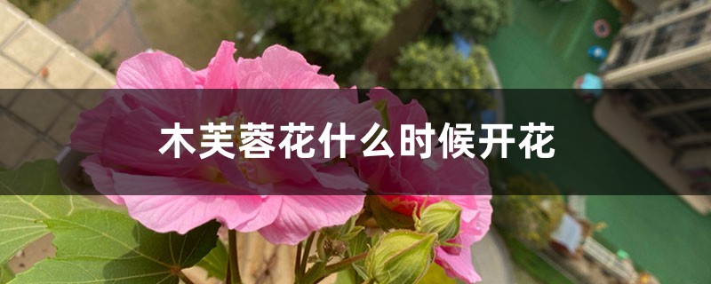 木芙蓉花什么时候开花