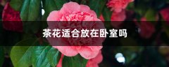 茶花适合放在卧室吗