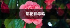 茶花有毒吗