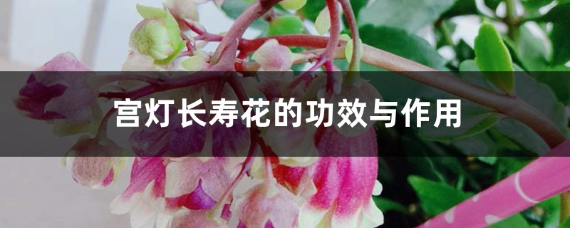 宫灯长寿花的功效与作用 宫灯长寿花的功效与作用