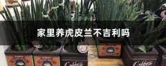 家里养虎皮兰不吉利吗