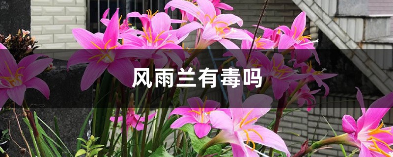 风雨兰有毒吗 风雨兰有毒吗