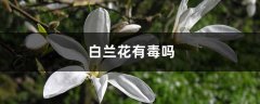 白兰花有毒吗