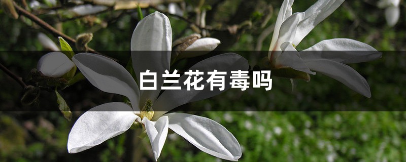 白兰花有毒吗 白兰花有毒吗