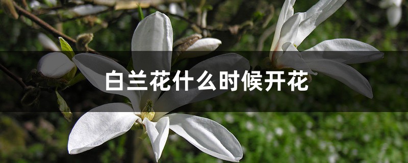 白兰花什么时候开花