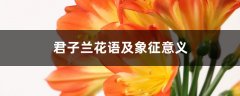 君子兰花语及象征意义