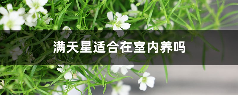 满天星适合在室内养吗 满天星适合在室内养吗