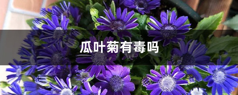 瓜叶菊有毒吗 瓜叶菊有毒吗