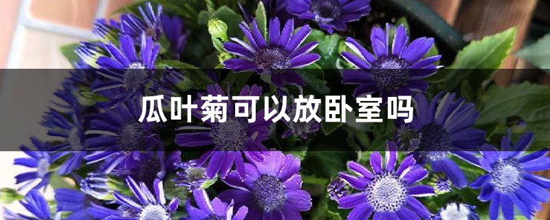 瓜叶菊可以放卧室吗 瓜叶菊可以放卧室吗
