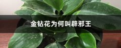 金钻花为何叫辟邪王