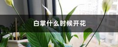 白掌什么时候开花