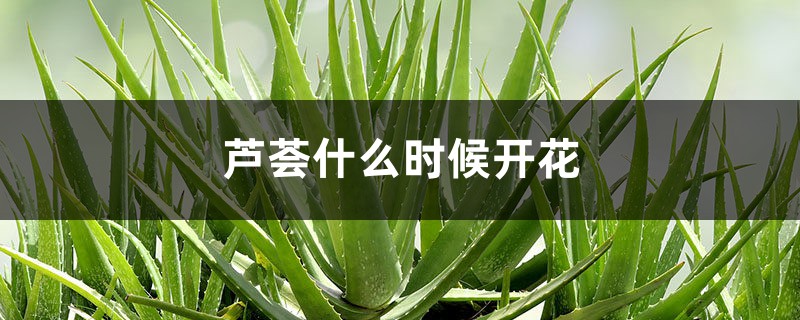 芦荟什么时候开花 芦荟什么时候开花