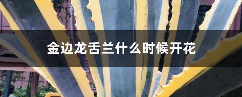 金边龙舌兰什么时候开花 金边龙舌兰什么时候开花