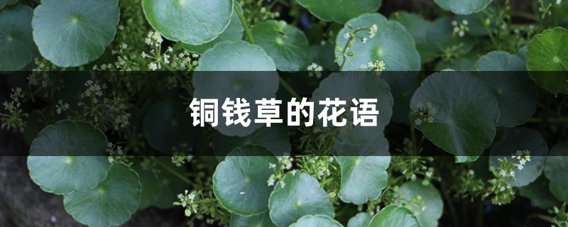 铜钱草的花语